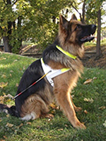 Vodící pes Xito, sponzorovaný firmou Arema